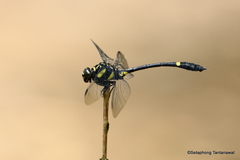 Gomphidictinus perakensis