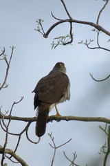 Accipiter madagascariensis