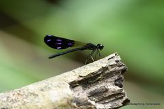 Aristocypha fenestrella