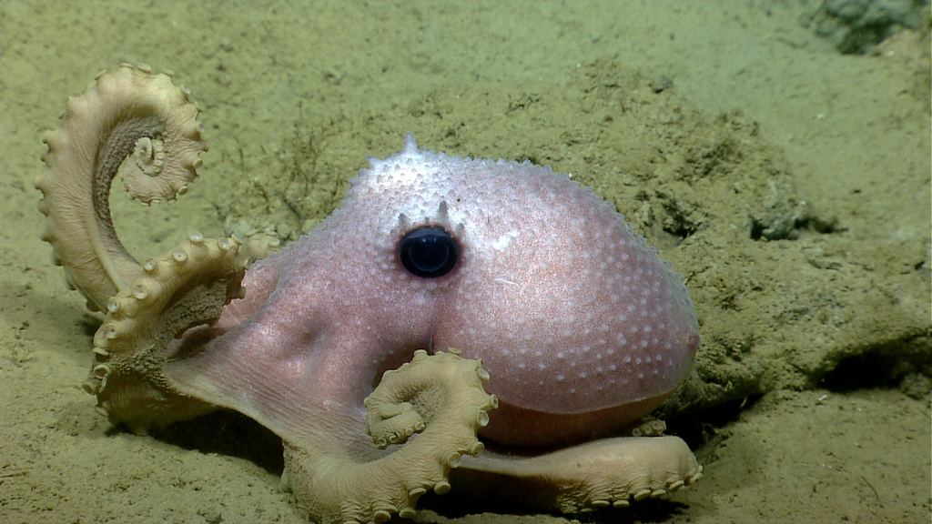 Warty Octopus