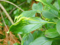 Trichochermes walkeri