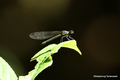 Aristocypha fenestrella