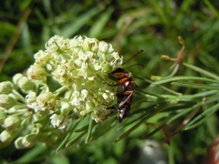 Typocerus octonotatus