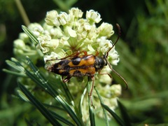 Typocerus octonotatus