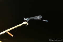 Prodasineura laidlawii