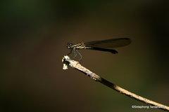 Heliocypha perforata
