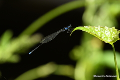 Prodasineura laidlawii