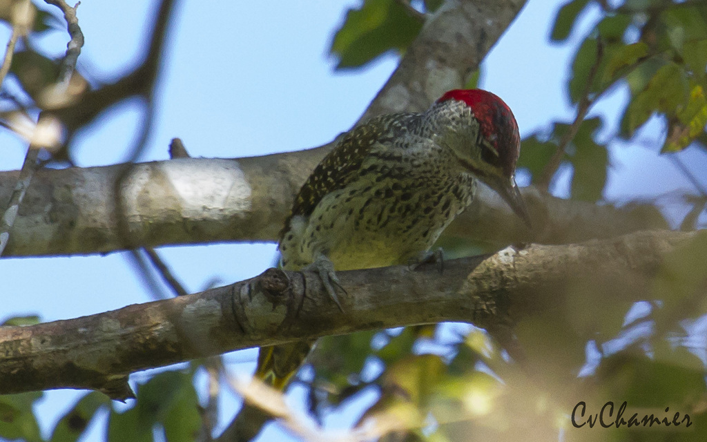 Speckle-throated Woodpecker (Campethera scriptoricauda) photo