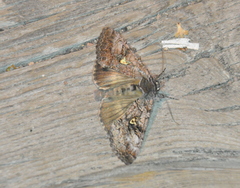 Syngrapha viridisigma