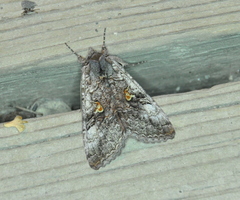 Syngrapha viridisigma