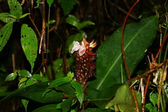Alpinia sessiliflora