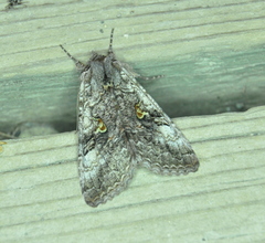 Syngrapha viridisigma