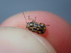 Pachybrachis hieroglyphicus