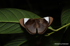 Melanothrix