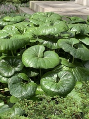Farfugium japonicum