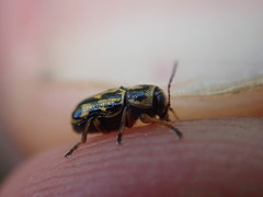 Pachybrachis hieroglyphicus