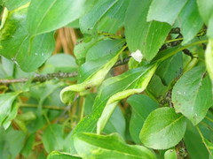 Trichochermes walkeri