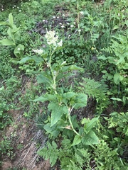 Koenigia phytolaccifolia