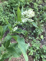 Koenigia phytolaccifolia