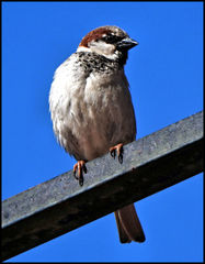 Passer domesticus