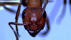 Formica rubicunda