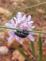 Acmaeoderella flavofasciata