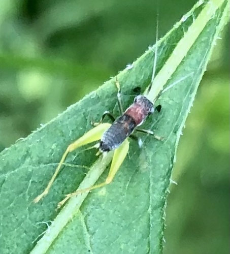Red-headed Bush Cricket photo 5