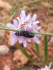 Acmaeoderella flavofasciata