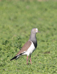 Vanellus melanopterus