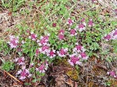 Thymus praecox polytrichus