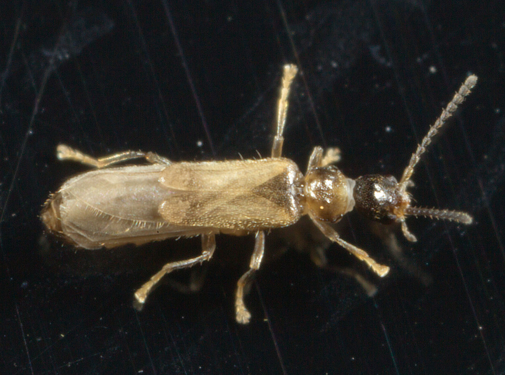 Malthodes parvulus
