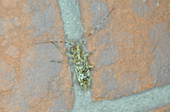 Monochamus marmorator