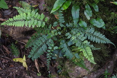 Asplenium cuneatiforme