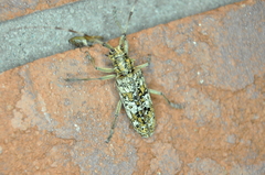 Monochamus marmorator