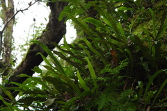 Loxogramme remotefrondigera