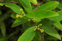 Wikstroemia taiwanensis