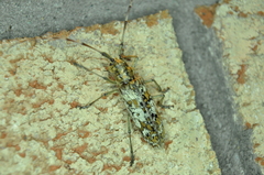 Monochamus marmorator