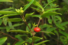 Wikstroemia taiwanensis