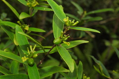 Wikstroemia taiwanensis