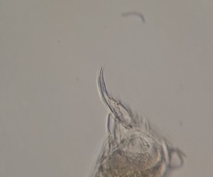 Cephalodella forficula