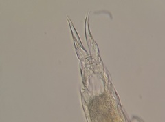 Cephalodella forficula