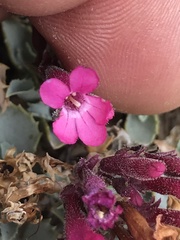 Penstemon petiolatus