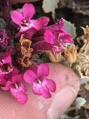 Penstemon petiolatus