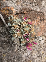 Penstemon petiolatus