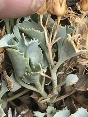 Penstemon petiolatus