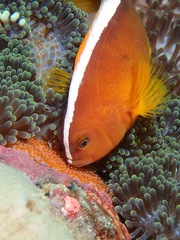 Amphiprion sandaracinos