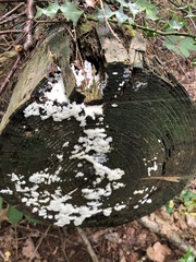 Fungi