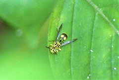 Ropalidia ornaticeps