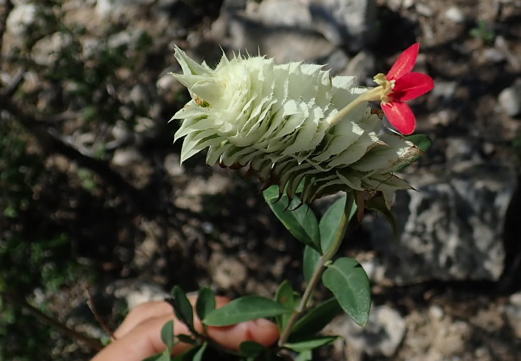 Lepidagathis grandidieri