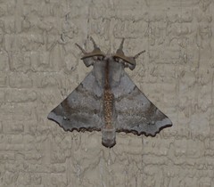 Olceclostera seraphica